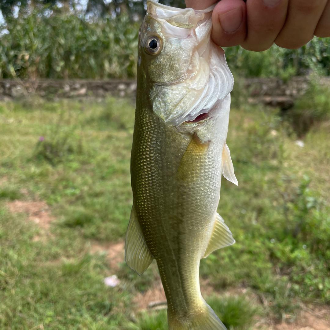 掐的脖子猛猛顶