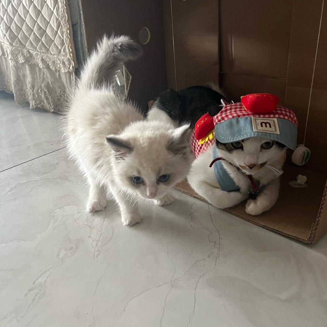 猫咪是只猫