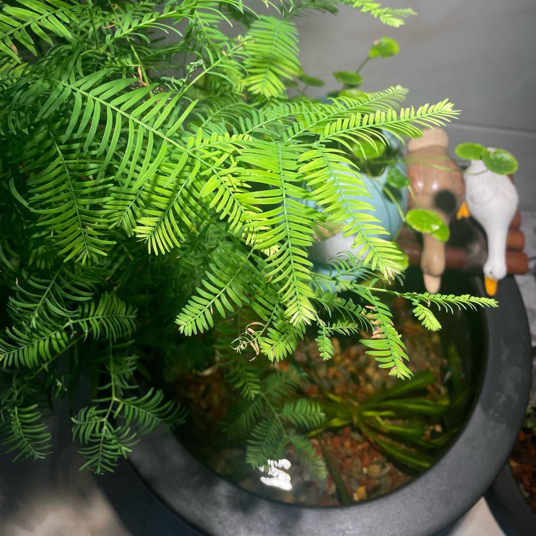 大胜玩水族