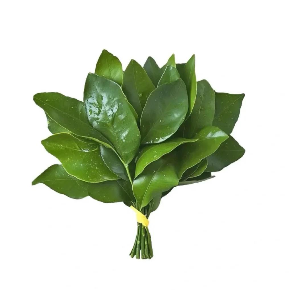 朱古粒.