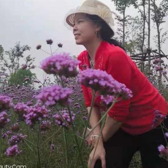 杨珍