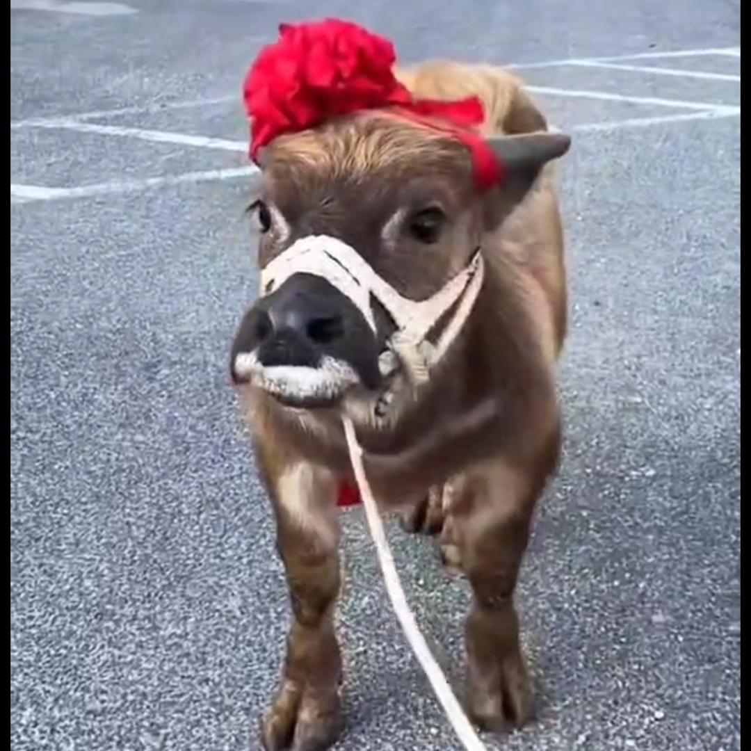 小熊熊