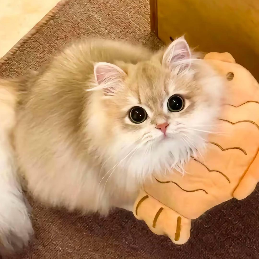 毛毛猪