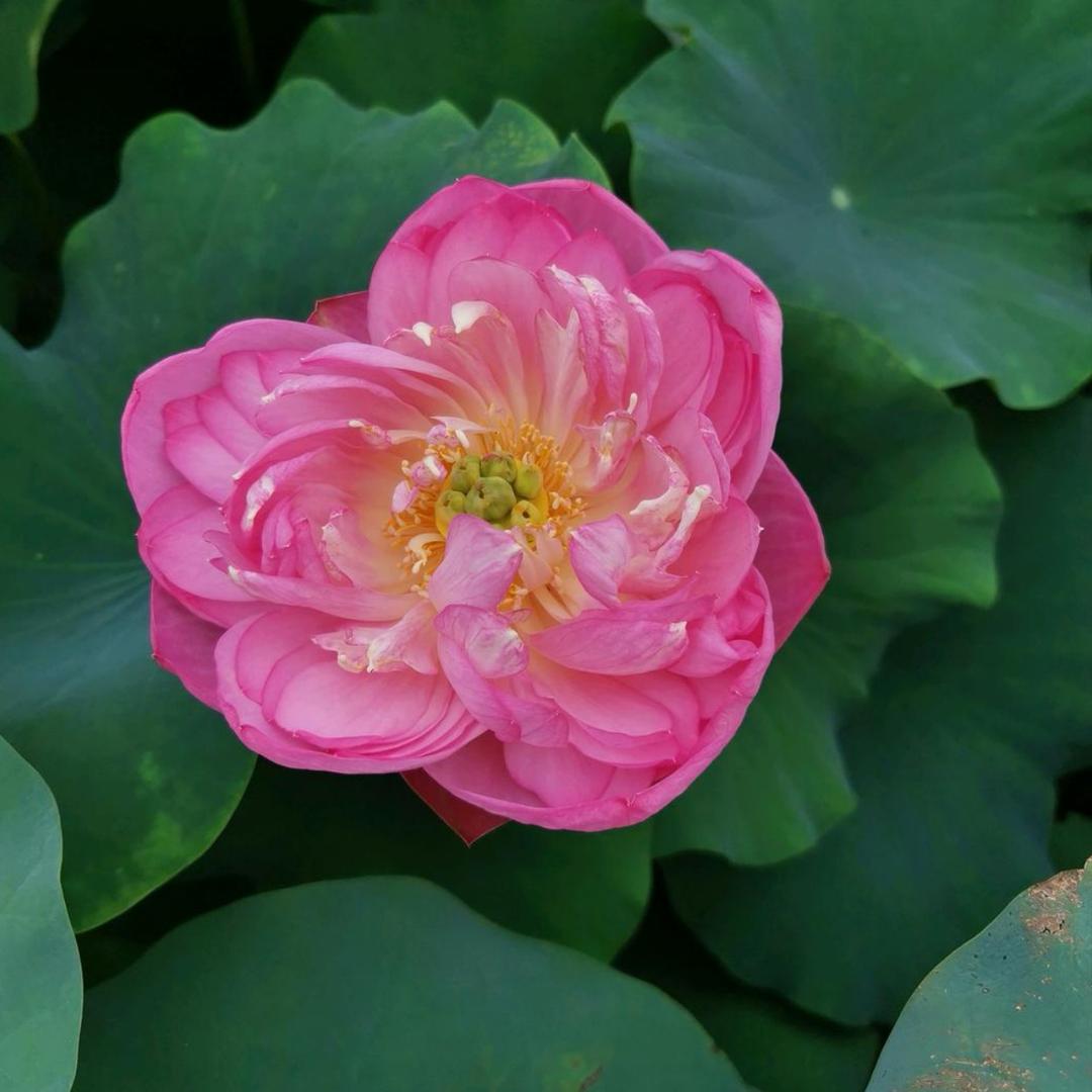 平安是福🌹🌹