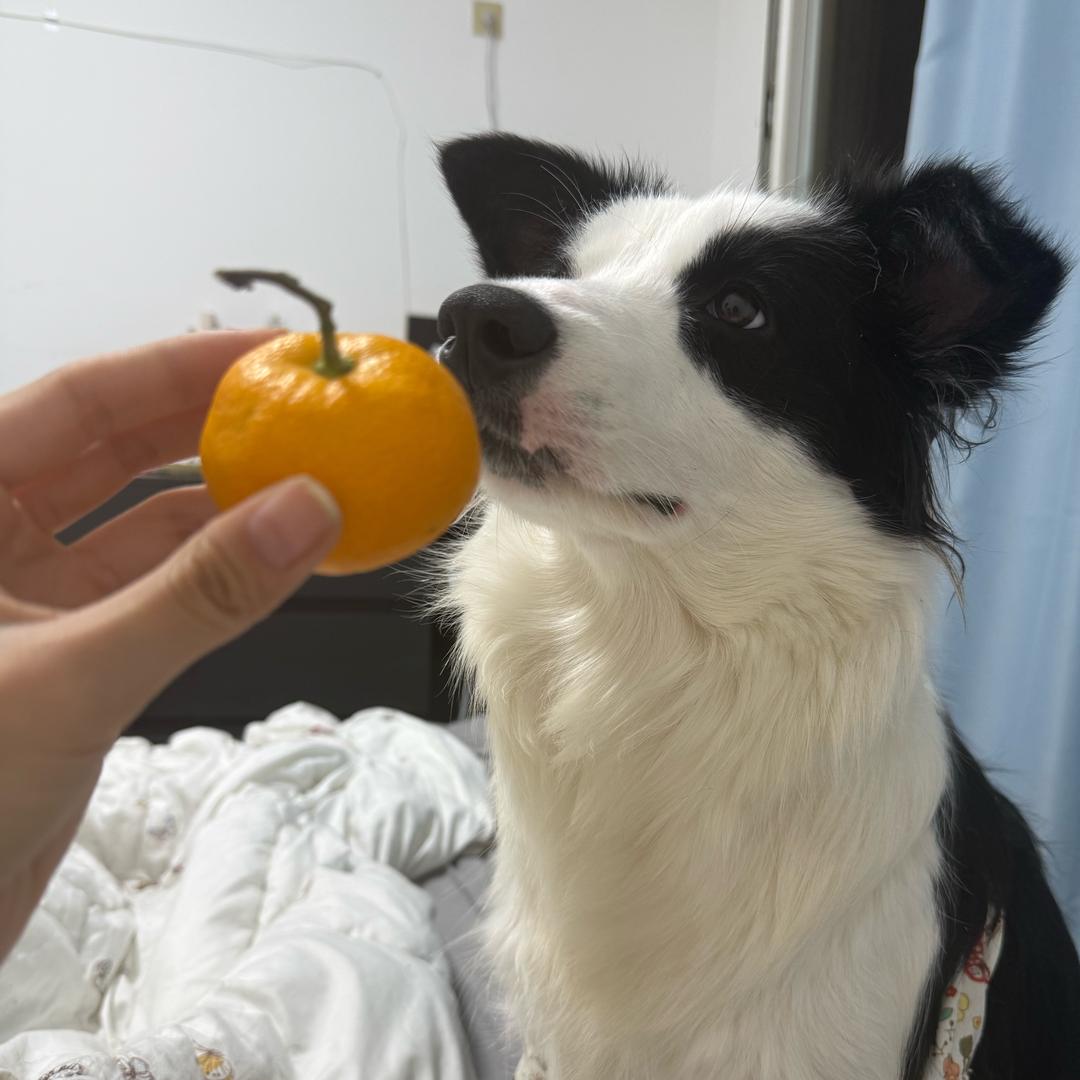 边牧理想（猫狗双全版）