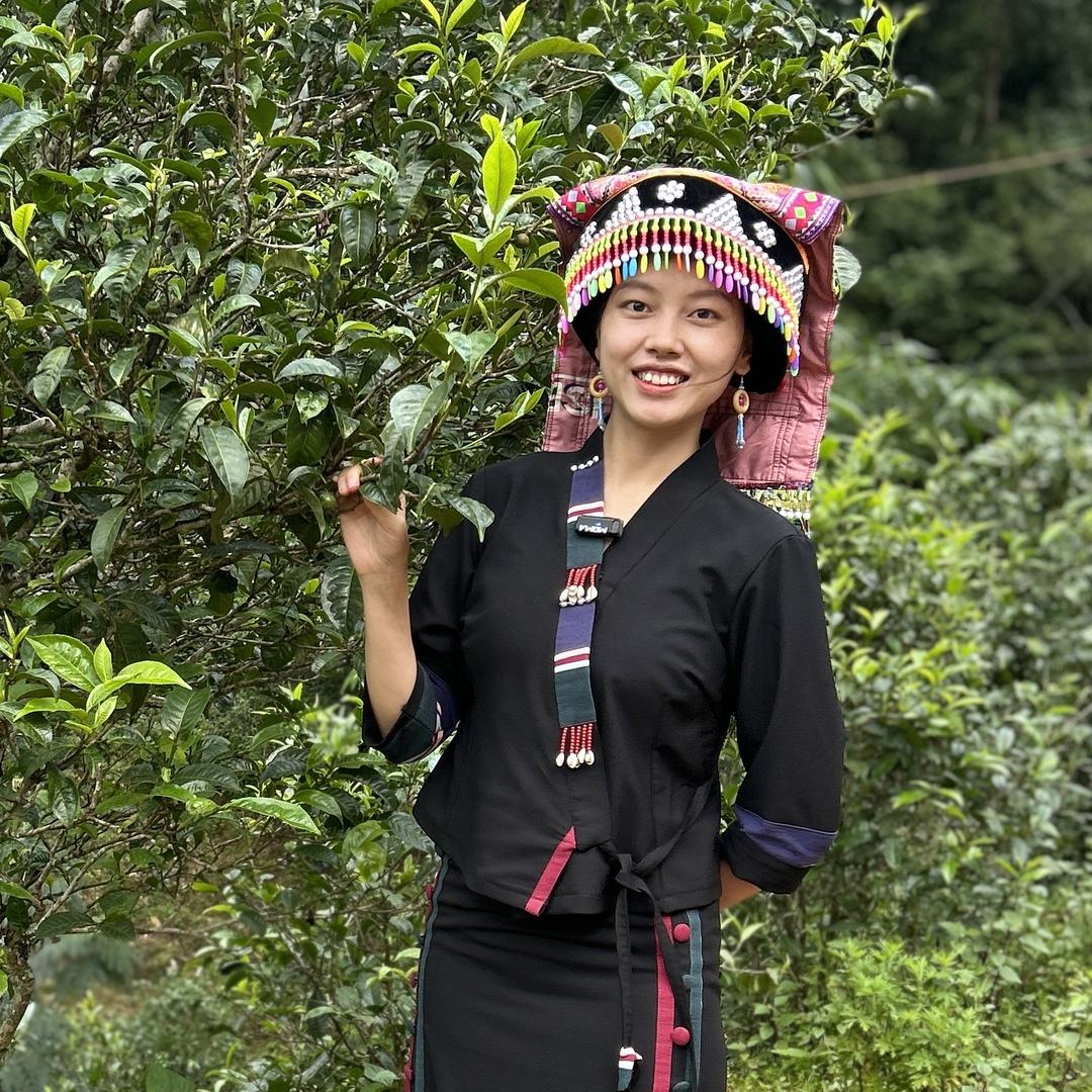 杨单株冰岛茶（勐腾號）