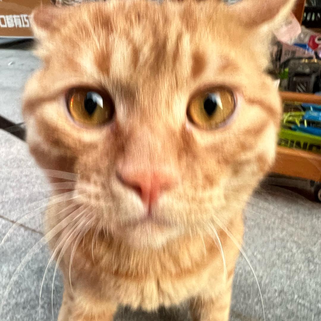 金金