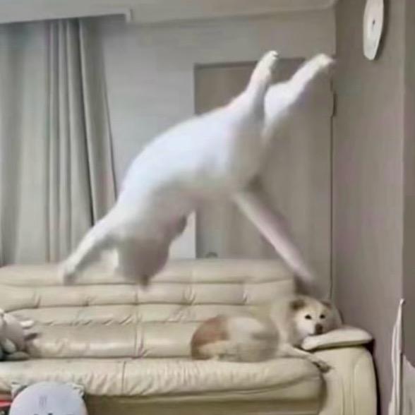 我家的猫会后空翻
