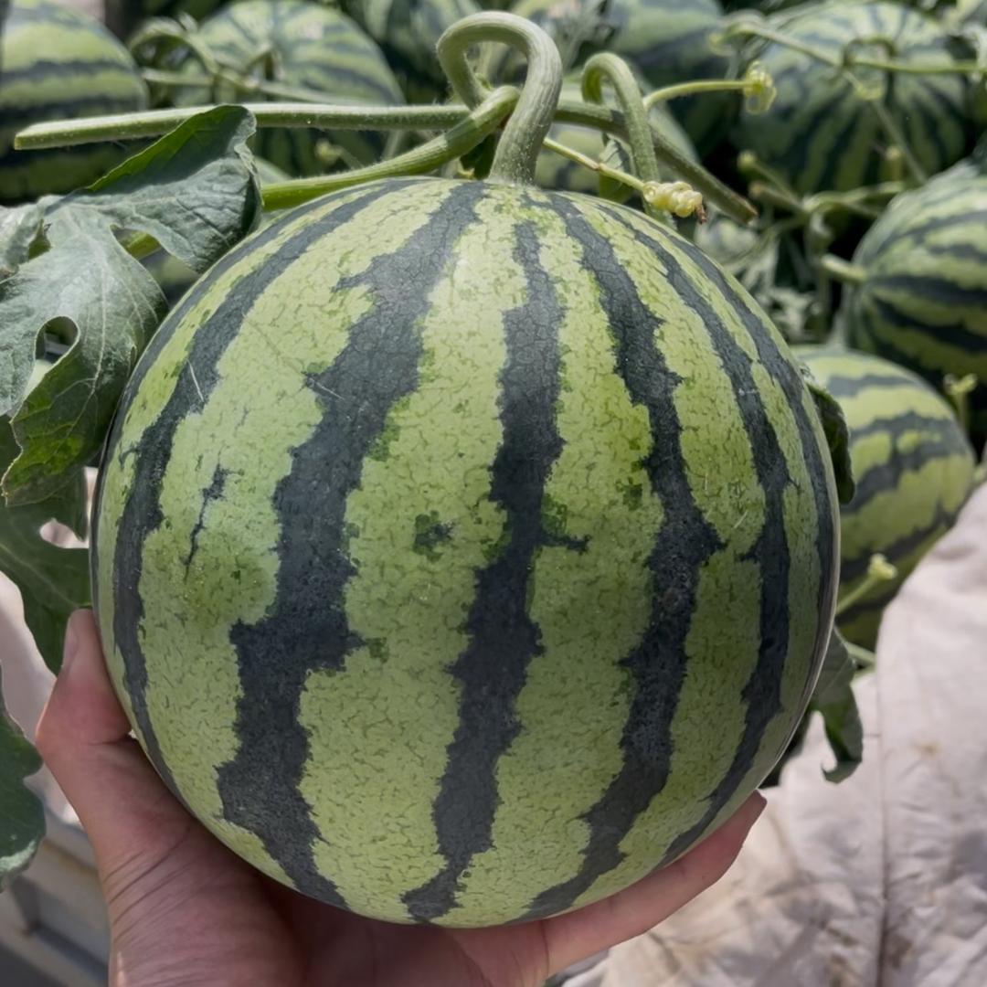 果好甜🍉产地代发