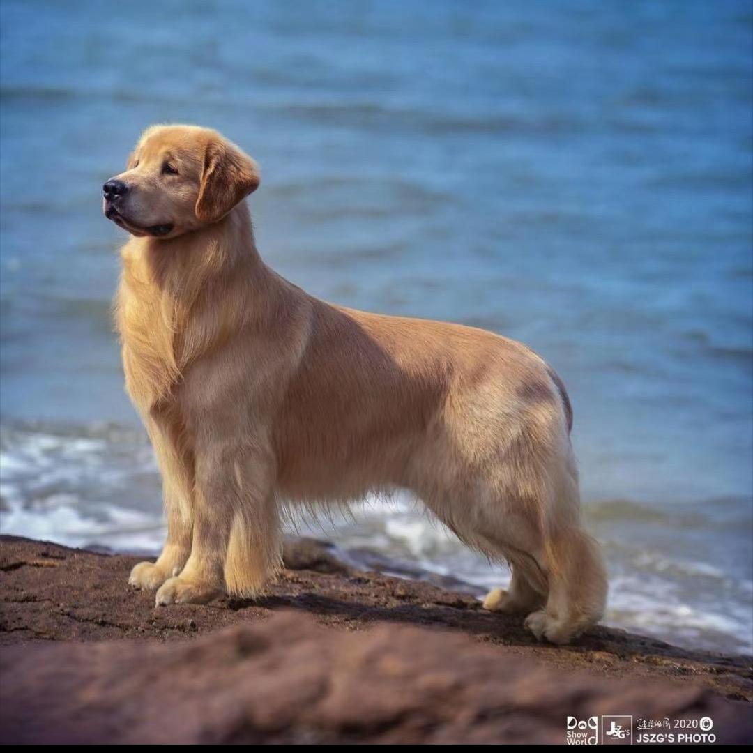 阳光海岸犬舍直播号2