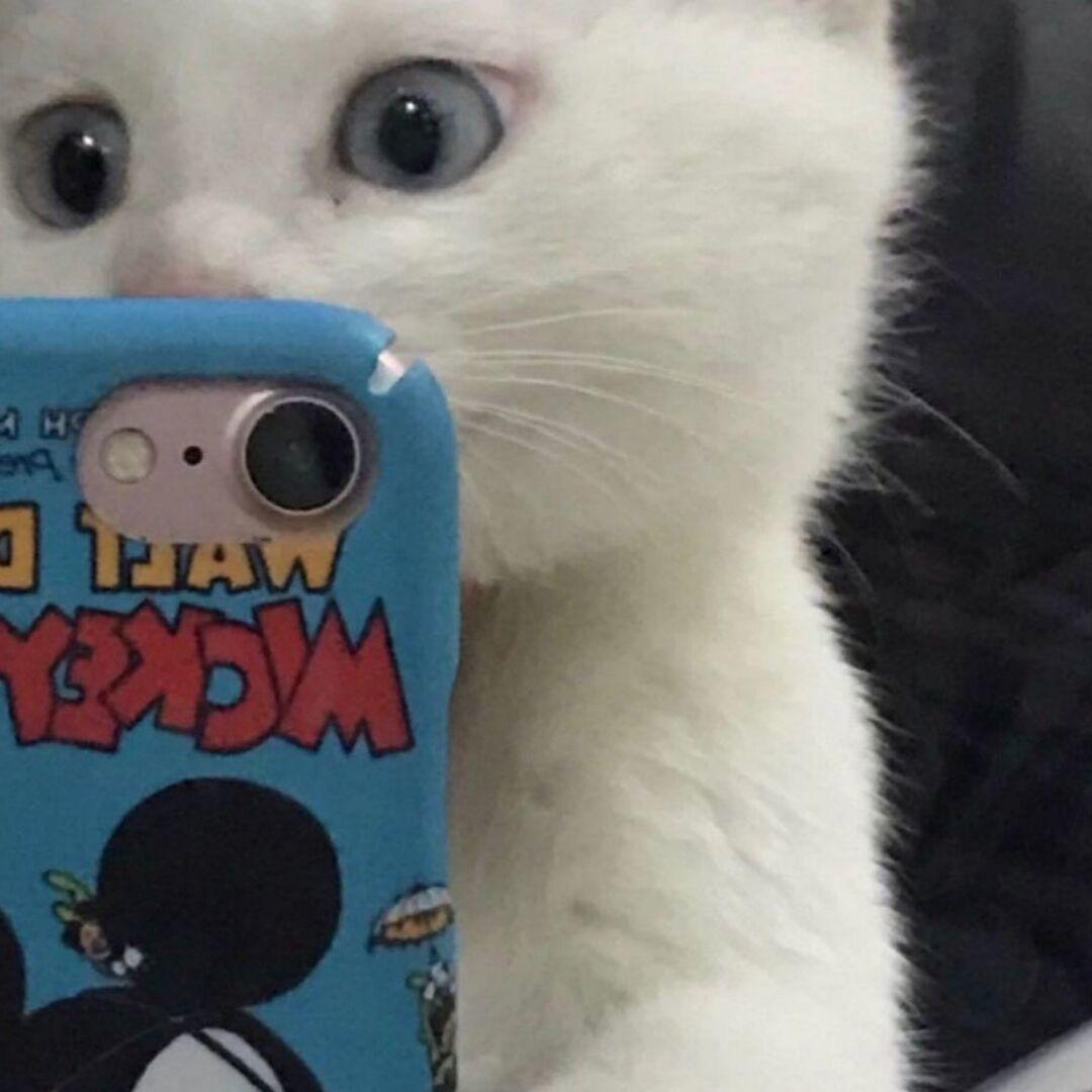 给我猫粮