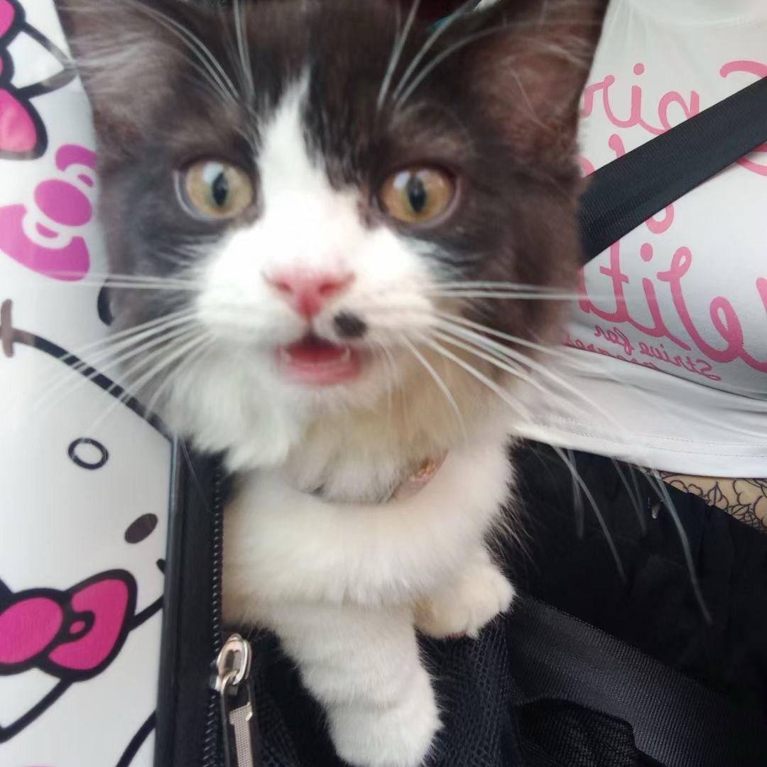 煤老板是只猫～