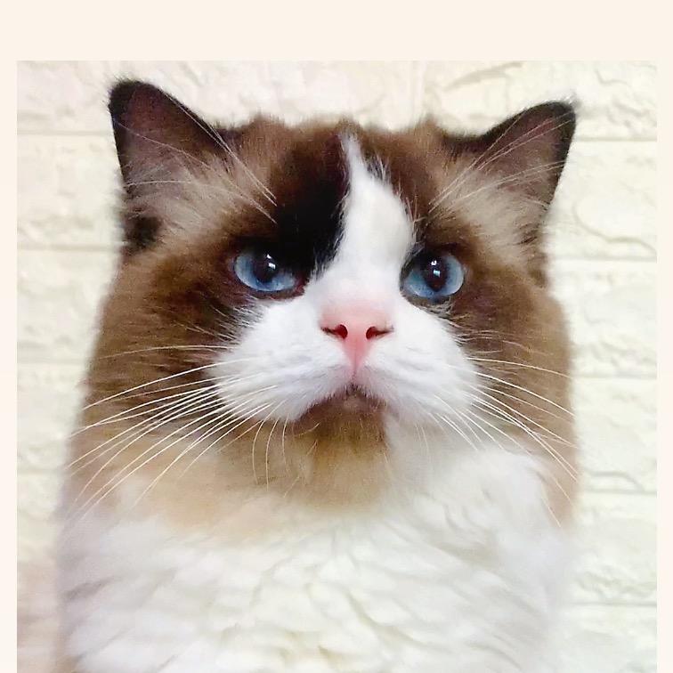 嘟嘟是只猫