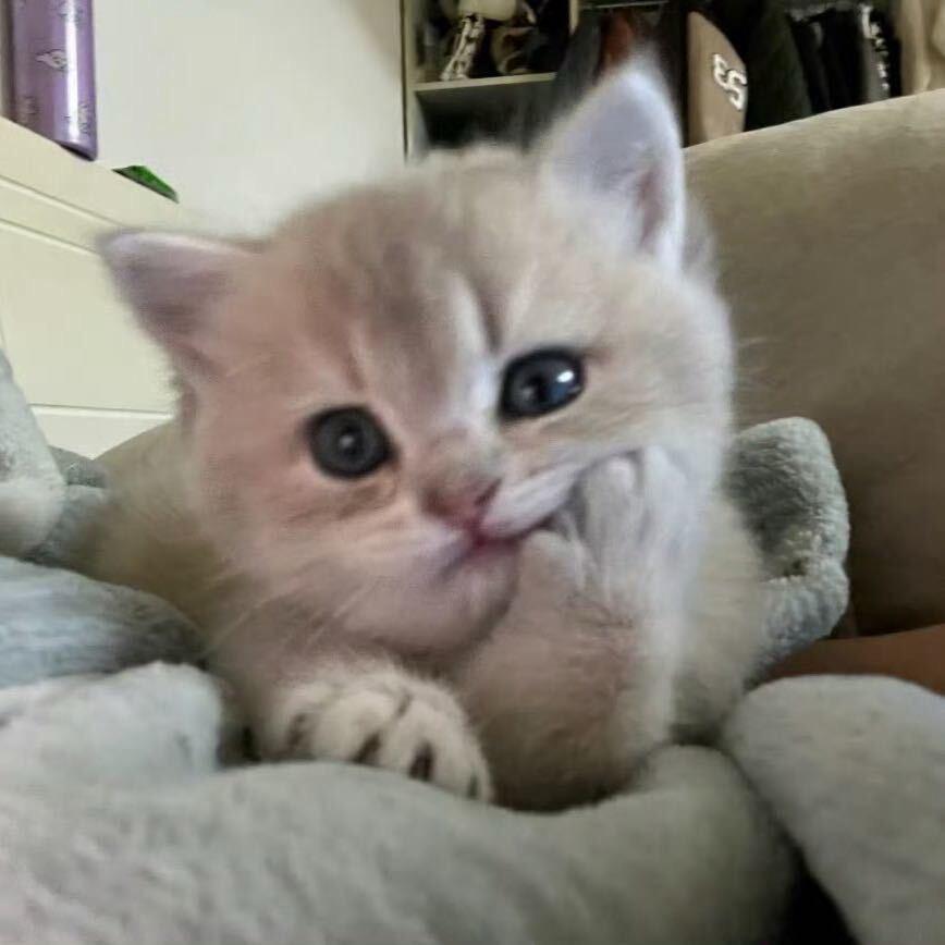 许愿（三角洲行动）