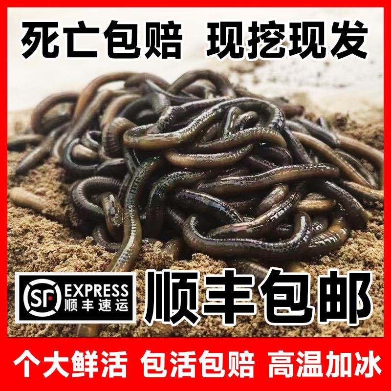 贺记青蚯蚓