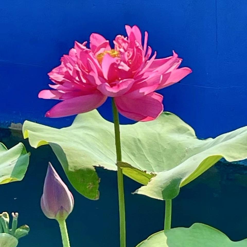 519