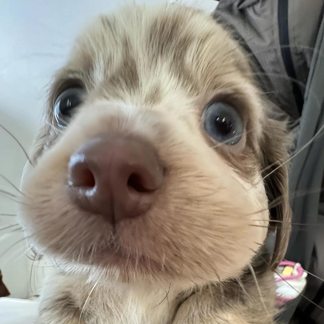Cassandra