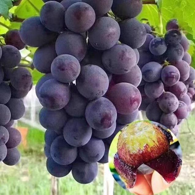 果木岛桃小丫果树苗木专卖店