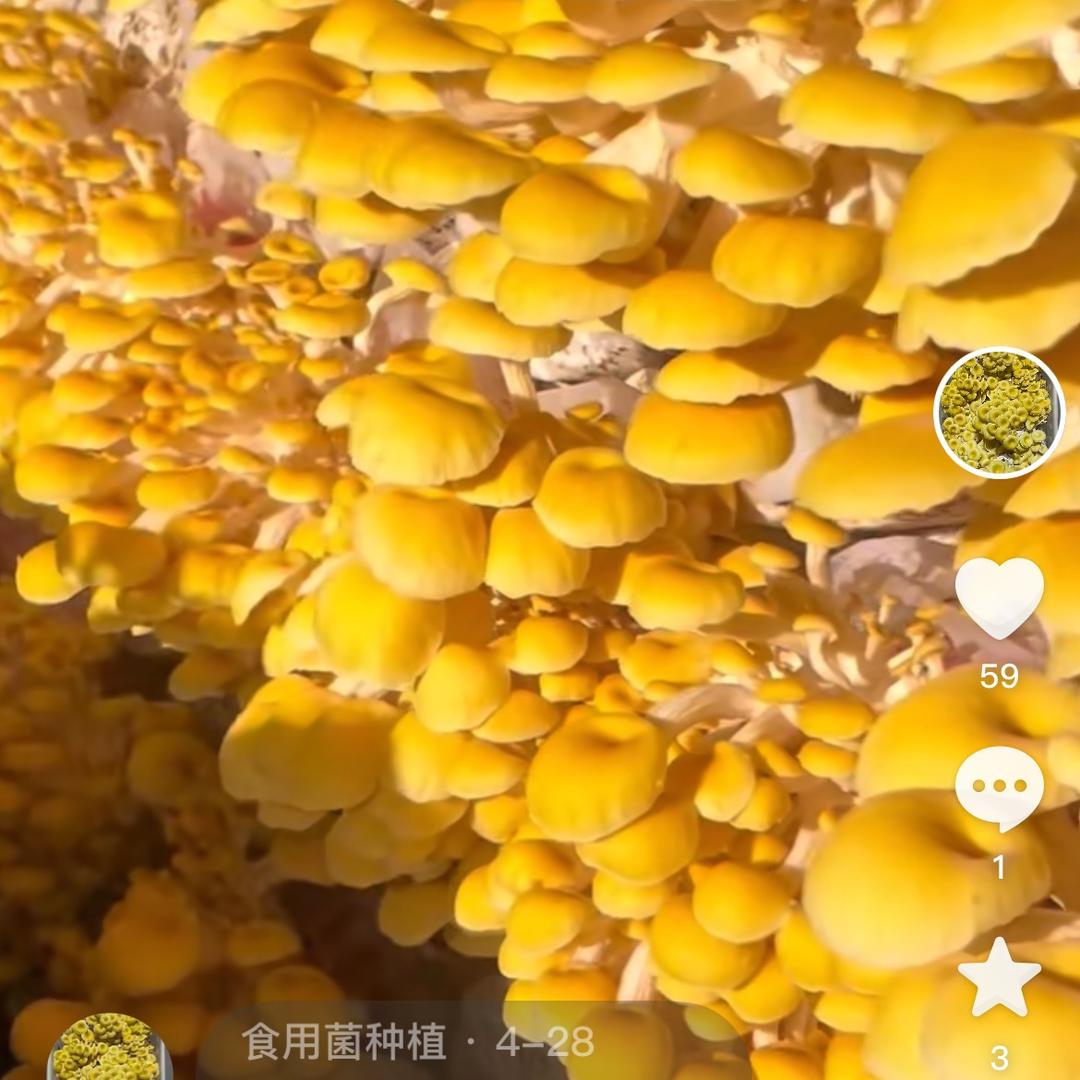 食用菌种植