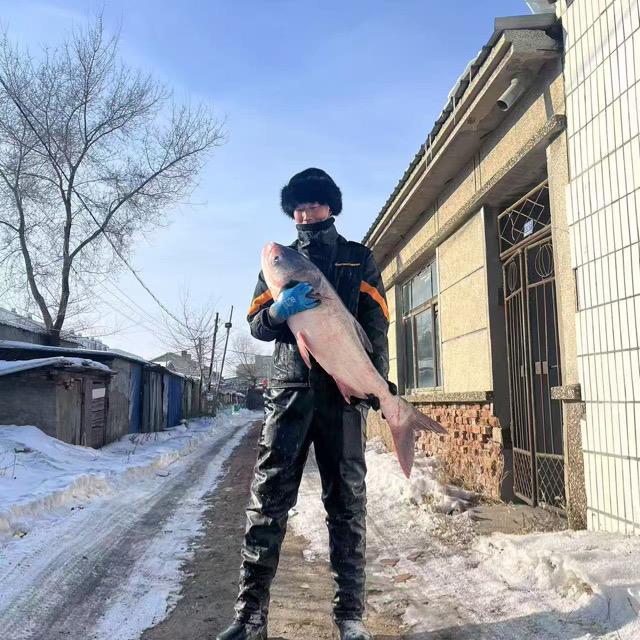 东北山子野生鱼