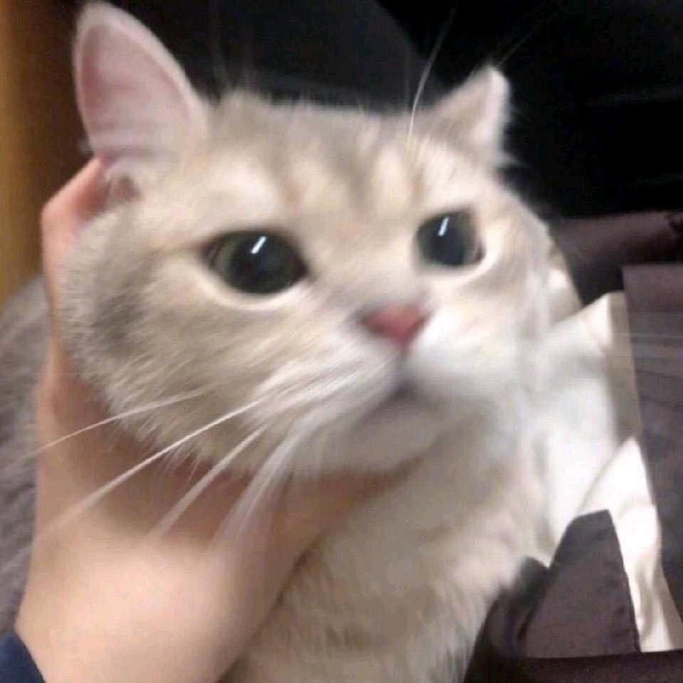 小布