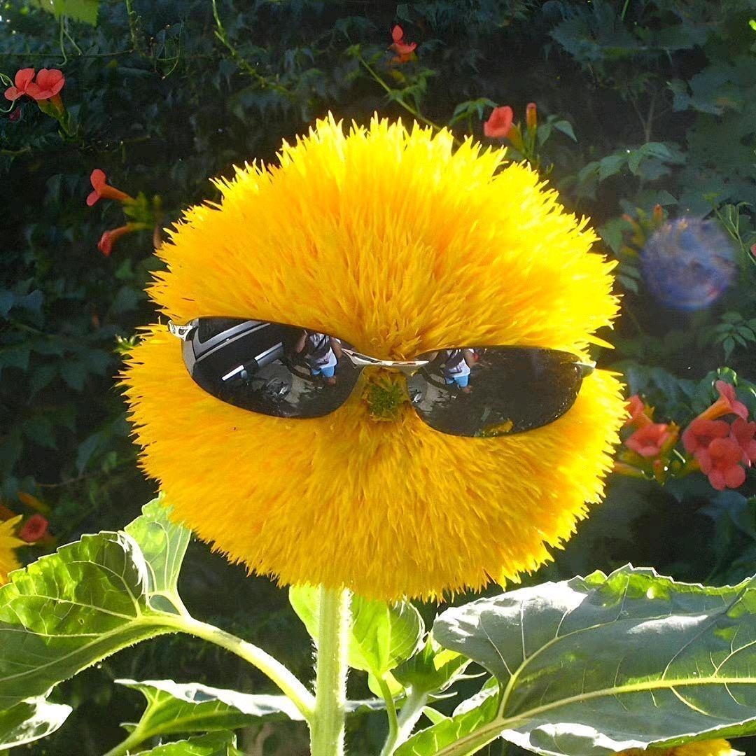 安公子🌻