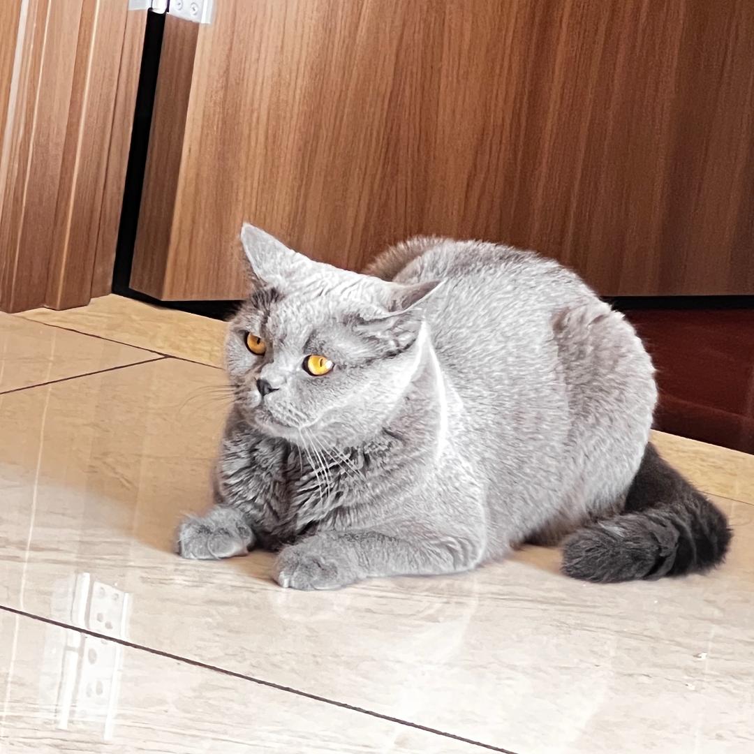 Ayu