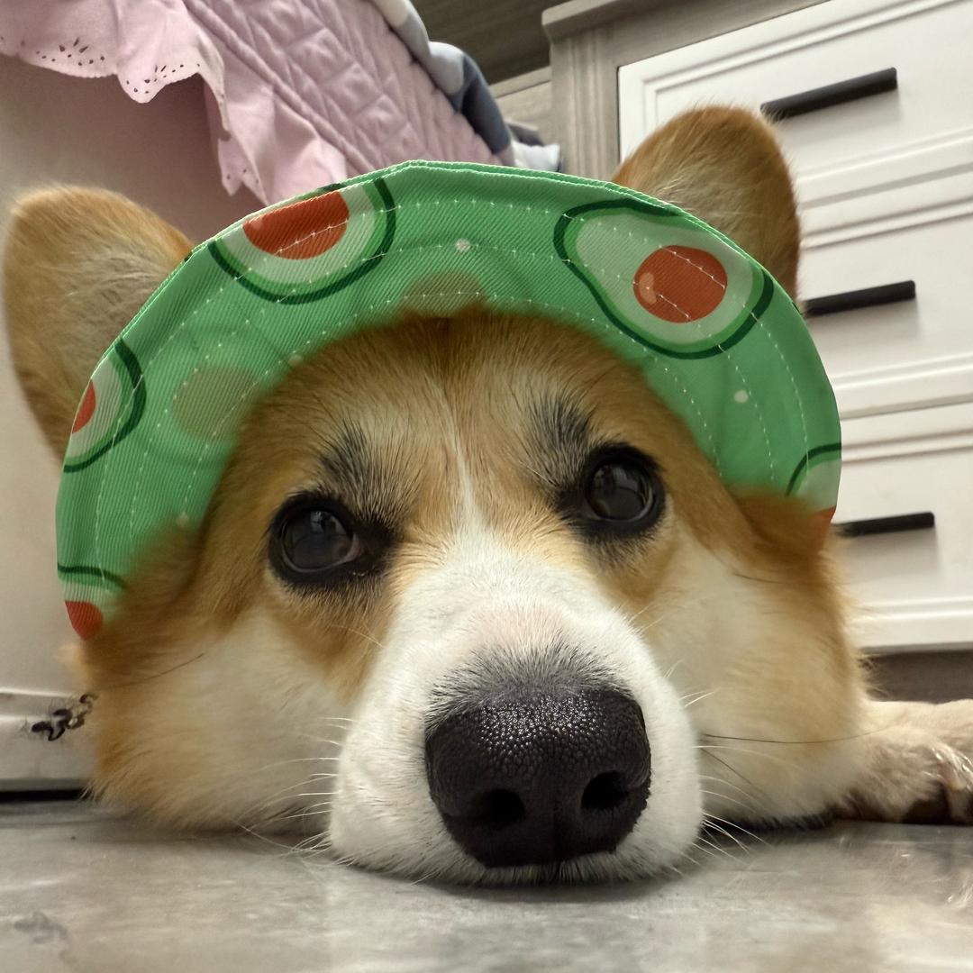 🍉小珂日记🍉