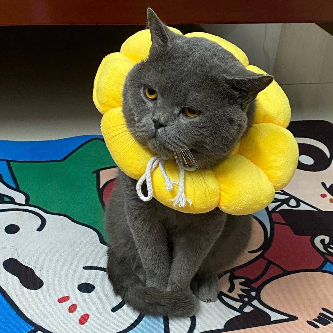 瞳孔雾蒙蒙