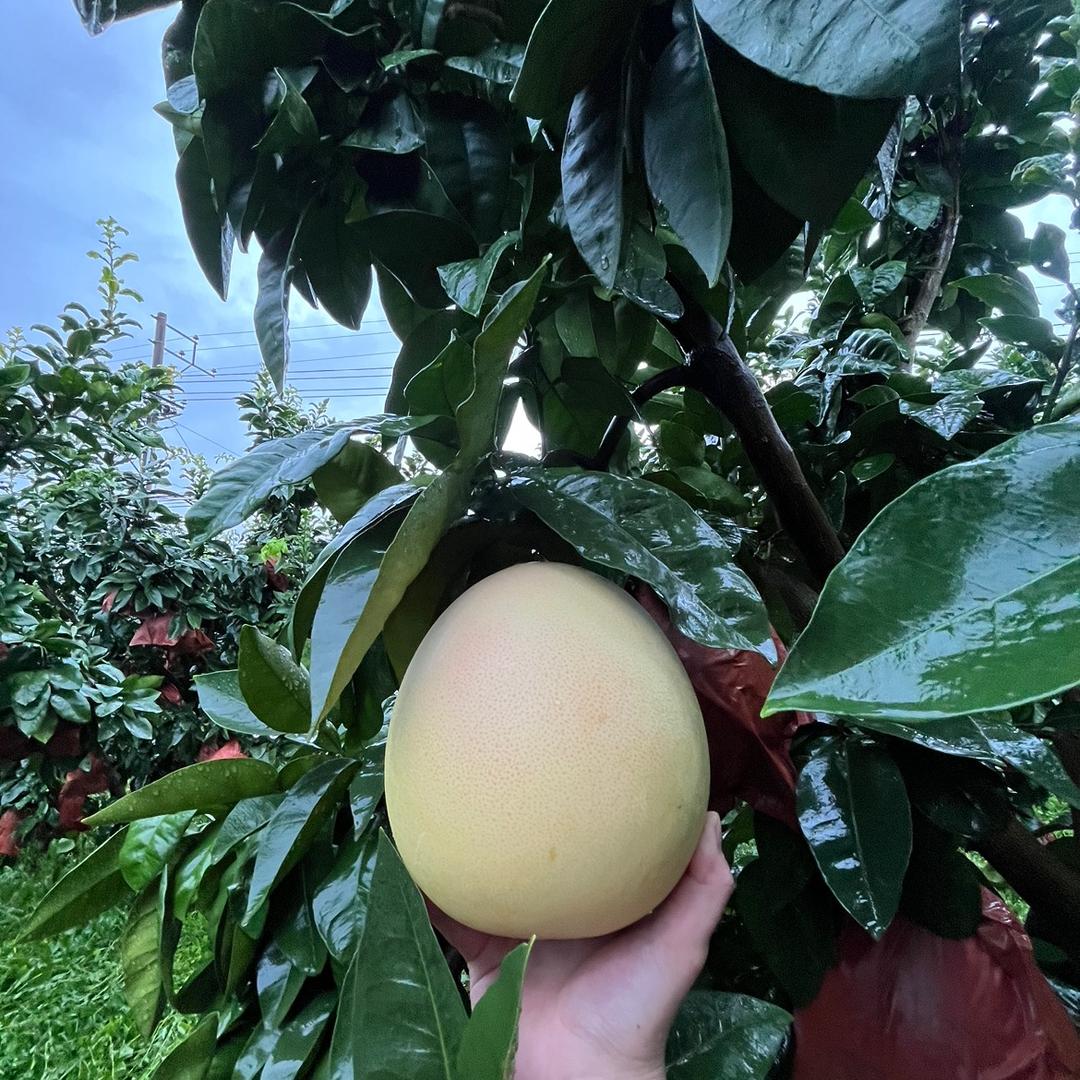 HG水果农特产（柚子季）