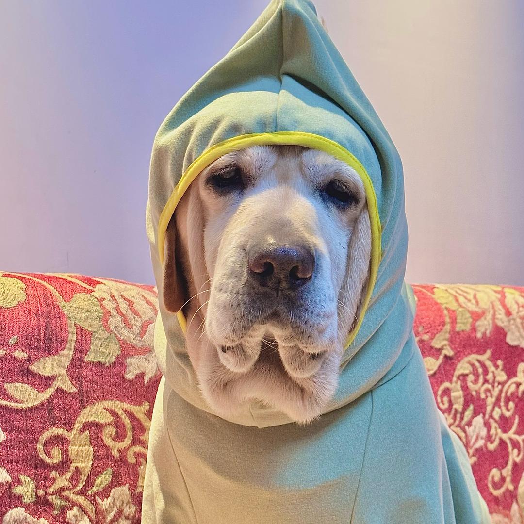 漏嘴糖狗🐶旺财金