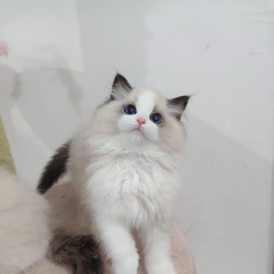 嗯哈