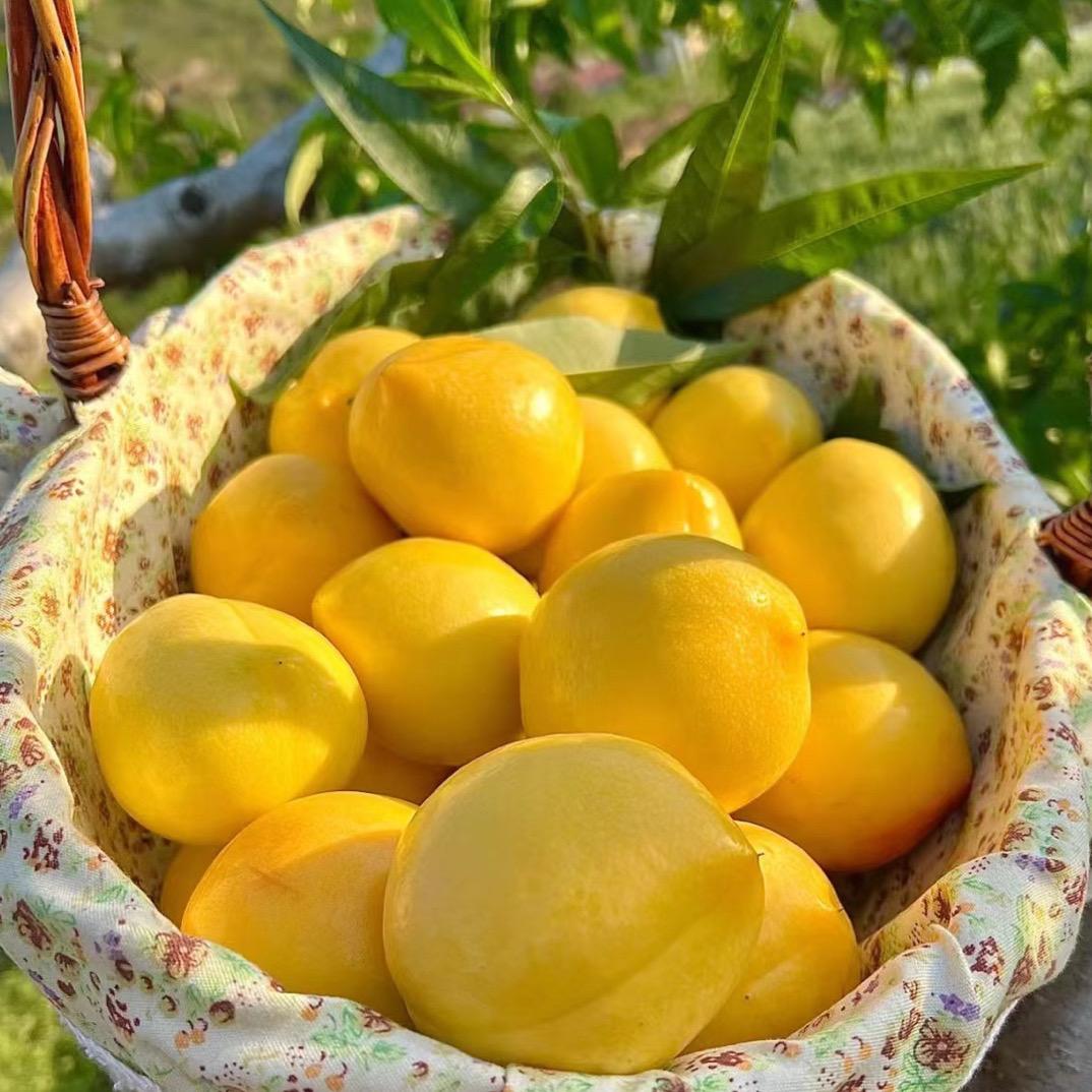 蒙阴富哲优品小铺