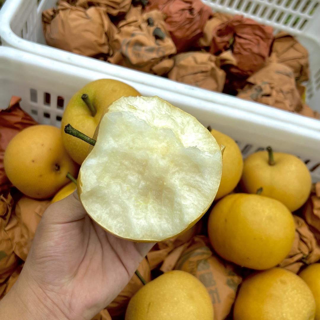 香农爱上梨