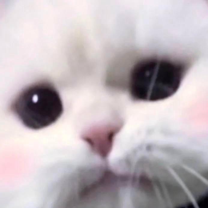 会有猫的