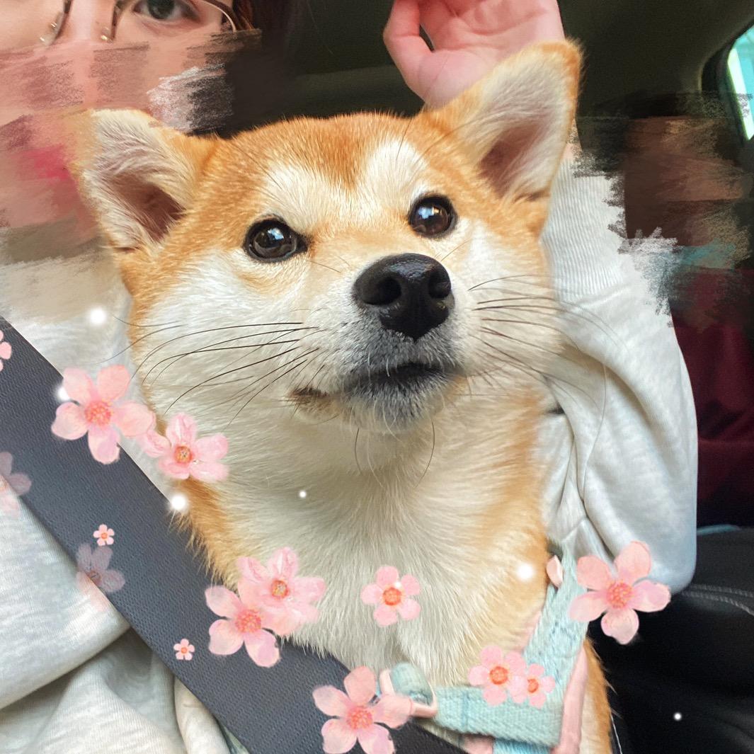 柴小葵呀