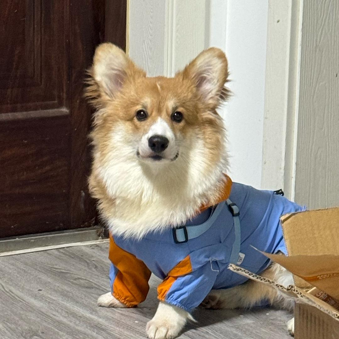 四猫一狗的铲屎官