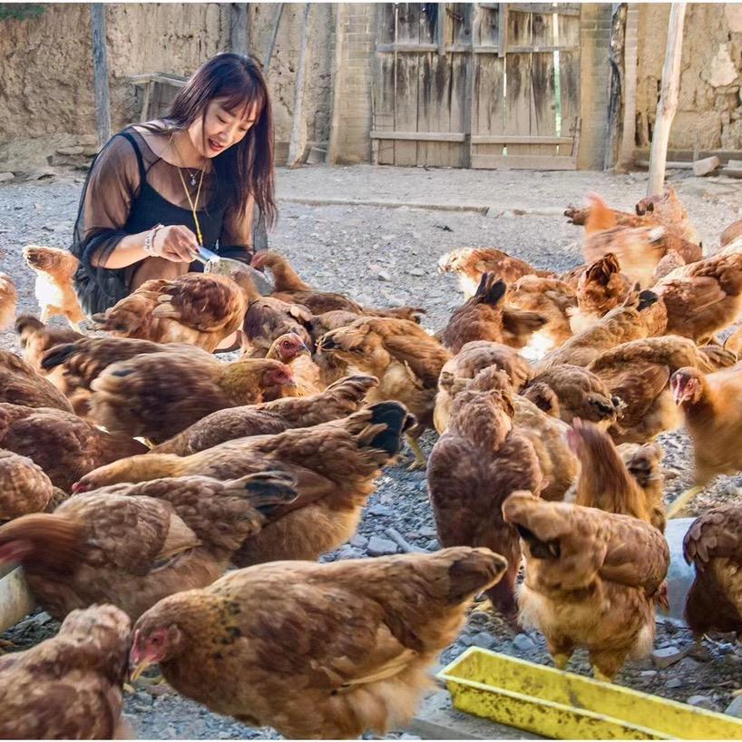 永济娜娜跑山鸡
