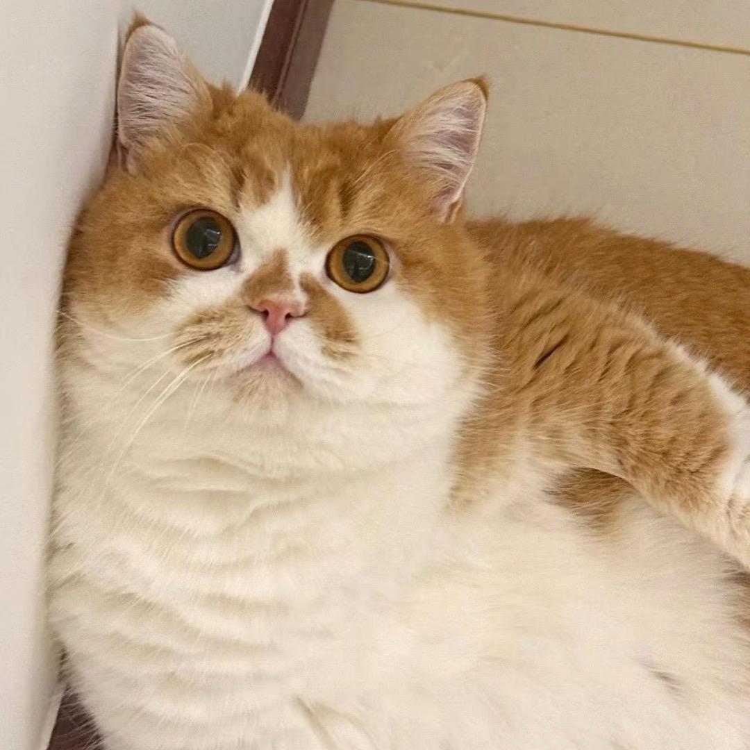 葉