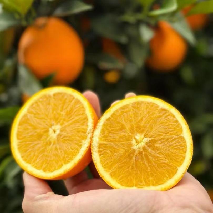 赣南脐橙橙子生鲜