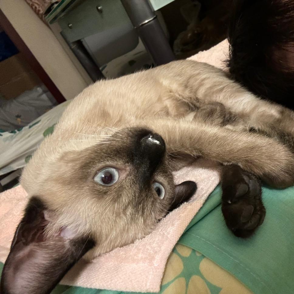 暹罗猫萝卜