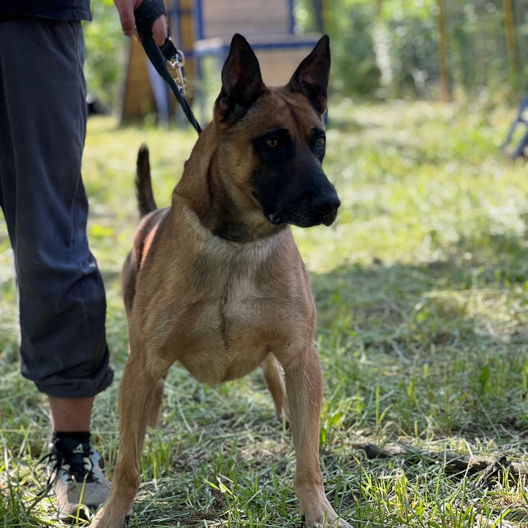 🌈🌈🌈德茂宠你（陕西德茂工作犬）