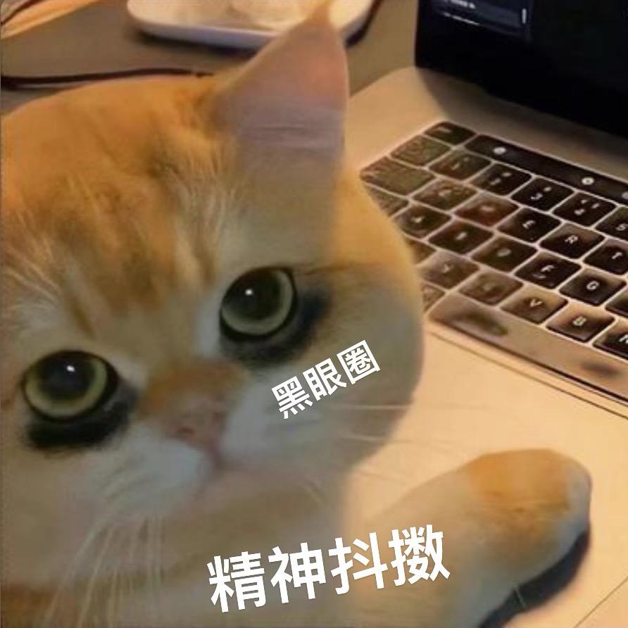 爱小猫的豆芽菜