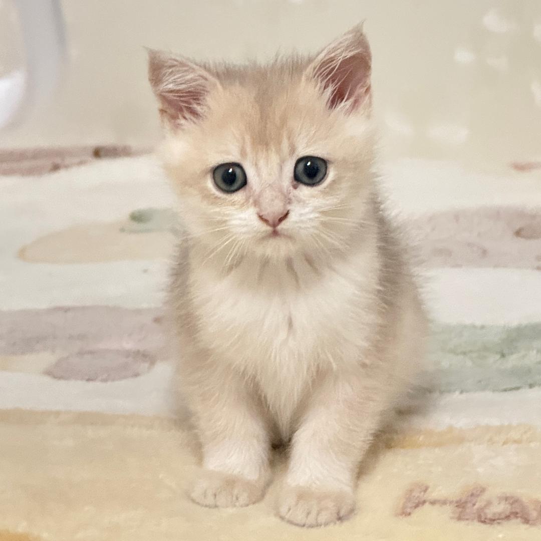 什么熊ᵇᵃᵇʸ