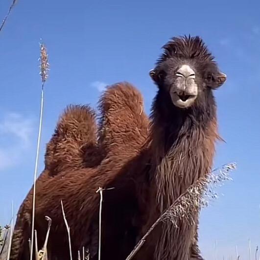 戈壁滩上的骆驼