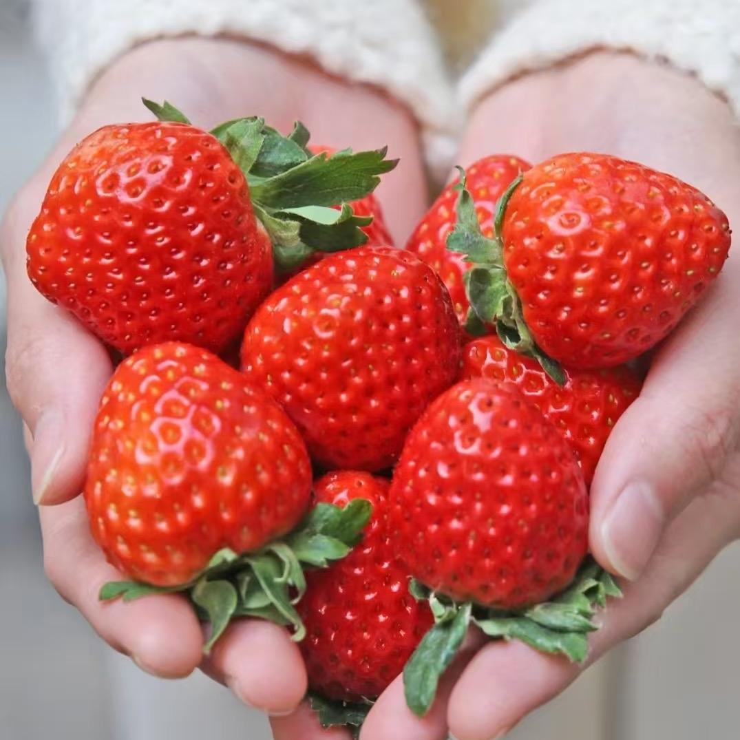 景枫 万和生态草莓乐园