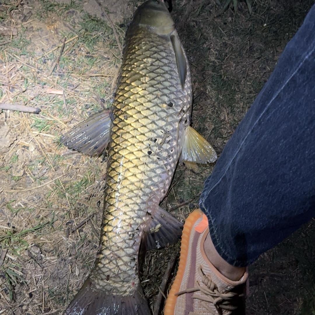 楽楽🎣（楽无忧）