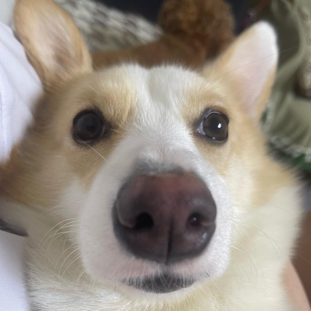 旺仔铁牛🐾