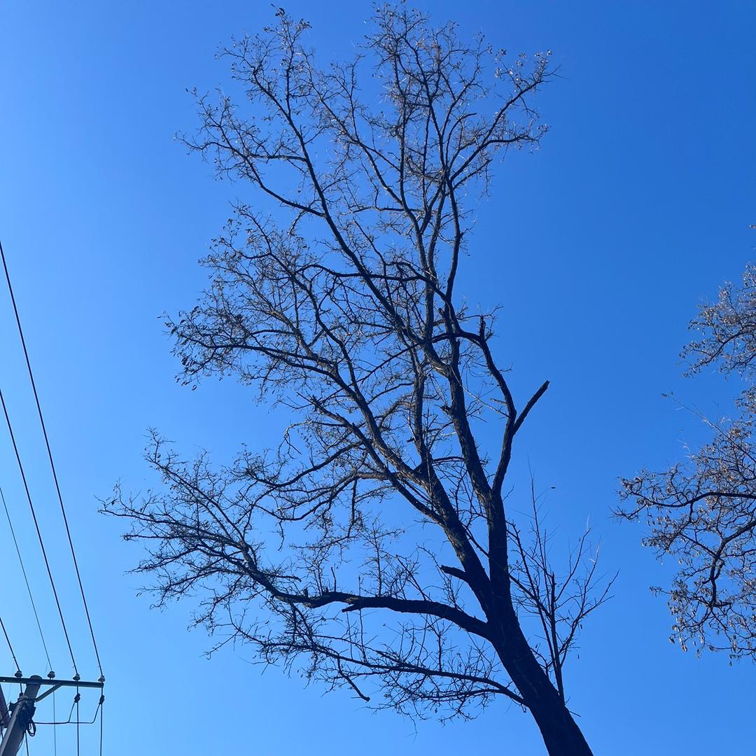 魔鬼糖糖