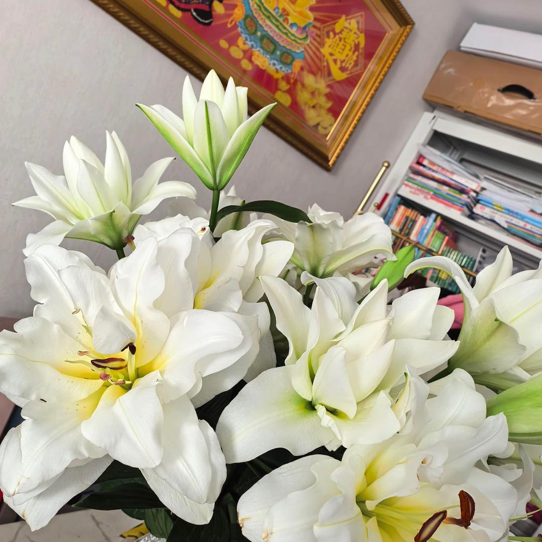 🍁灵芝